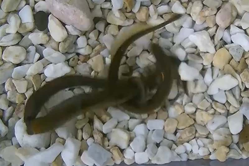 lamprey