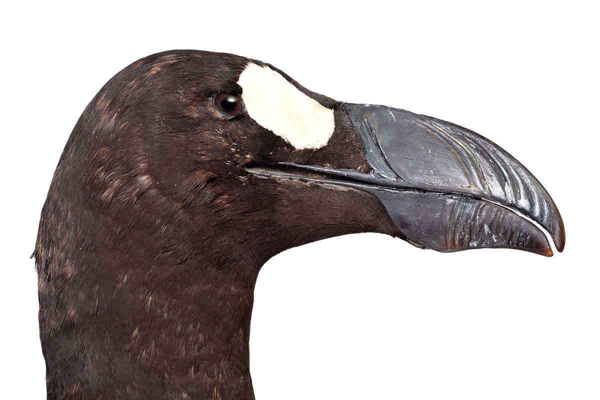 great auk