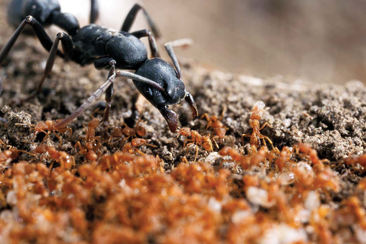 black ant