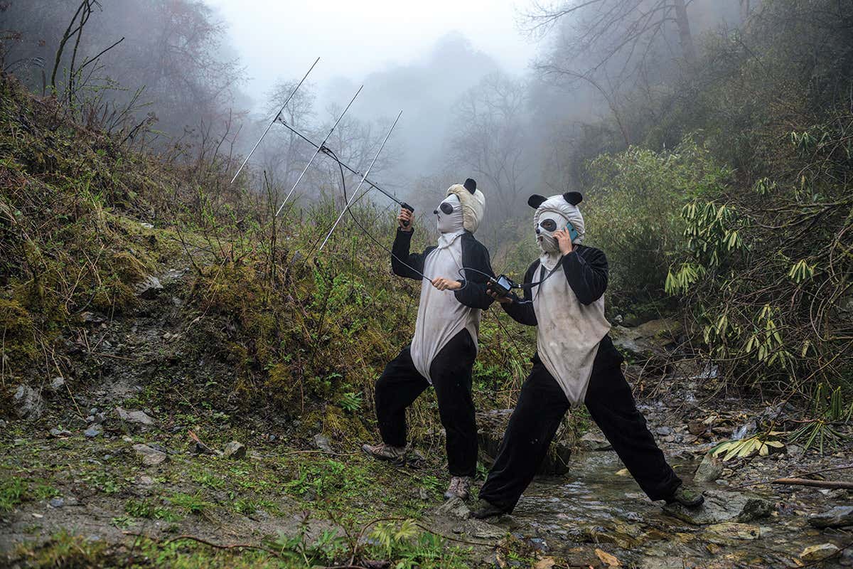 men in panda suits