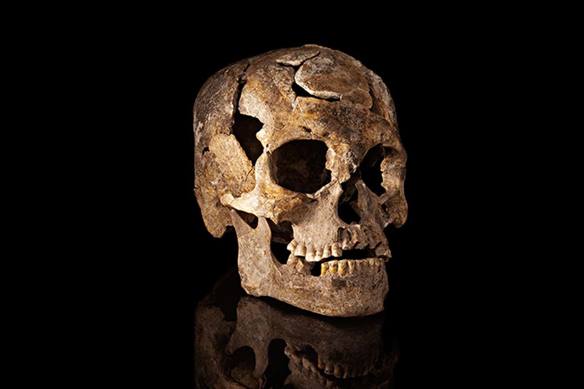 Single, somewhat damaged skull