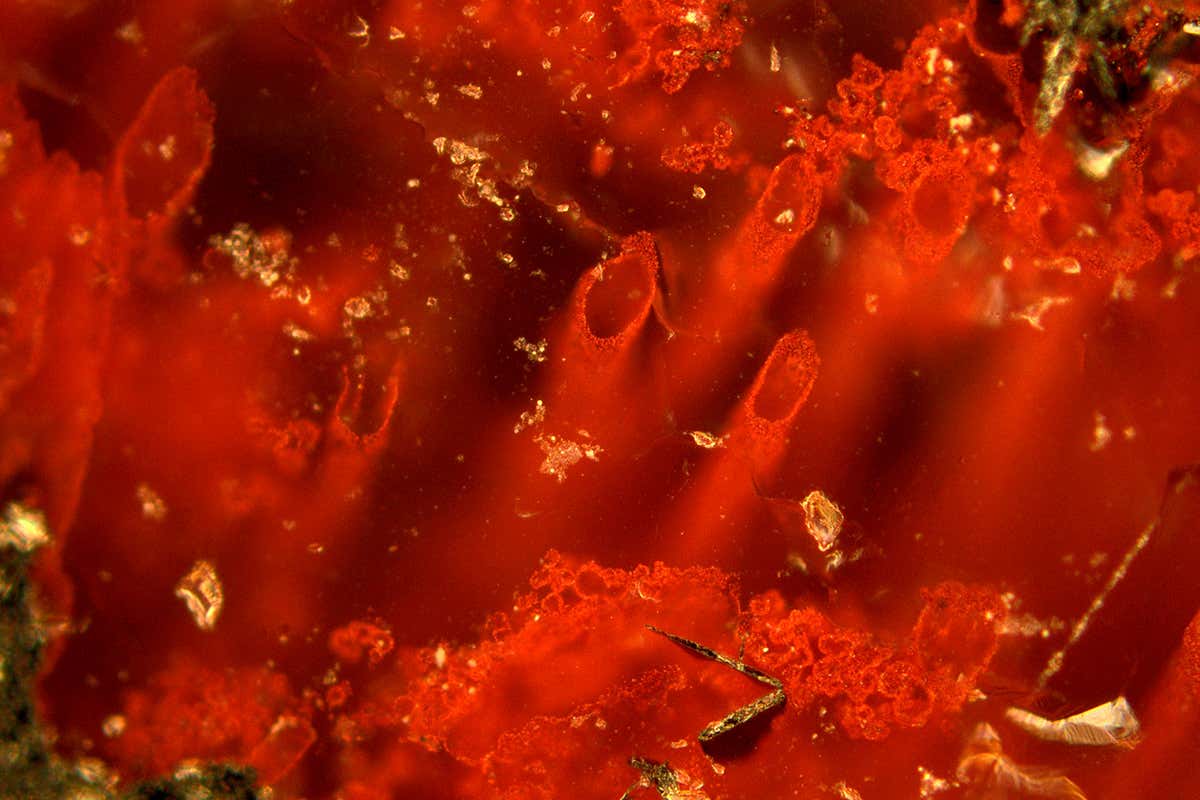 Haematite tubes protrude from red background