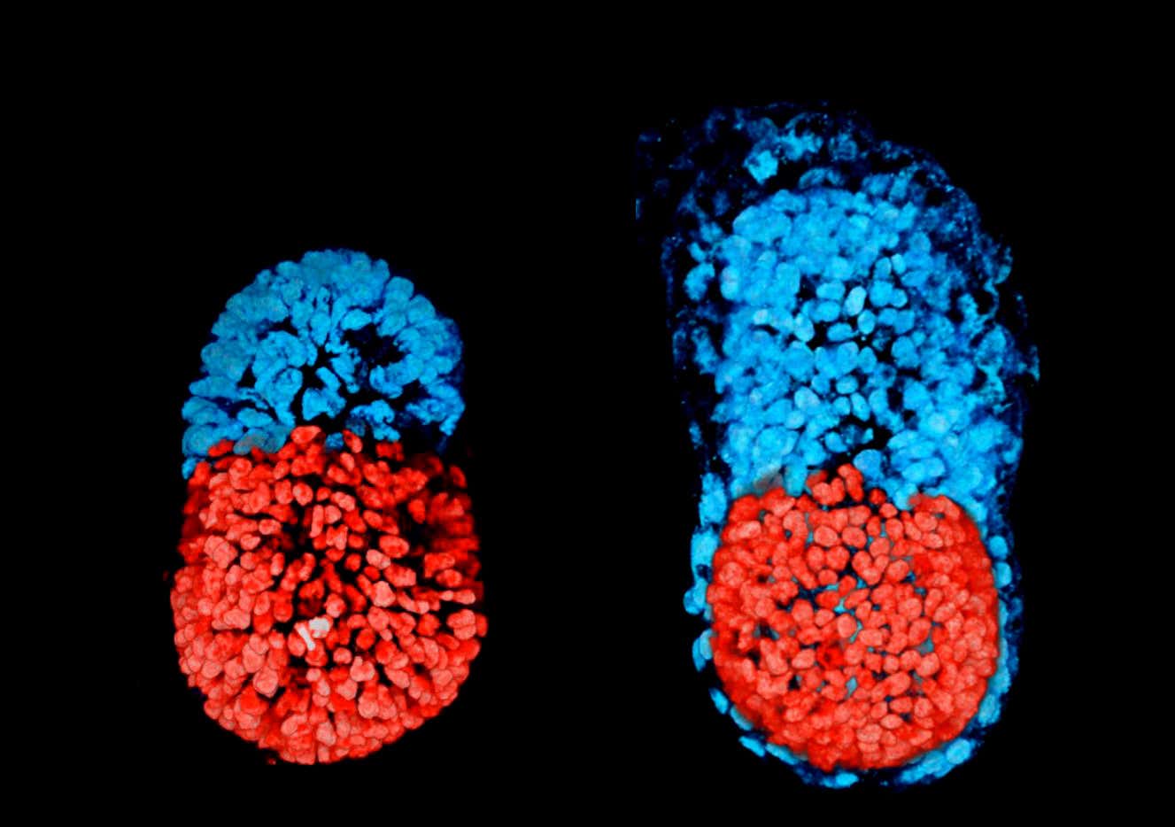 Artificial mouse embryo