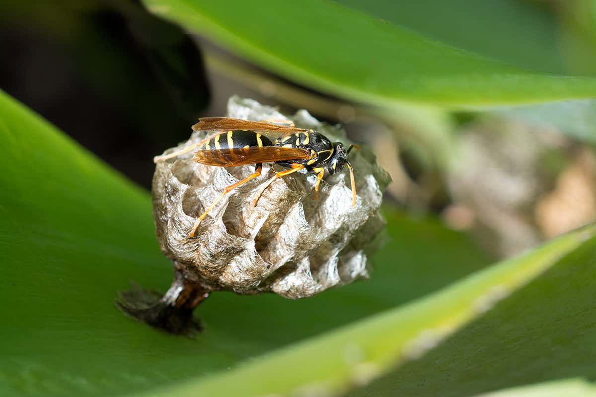 A wasp on its nest