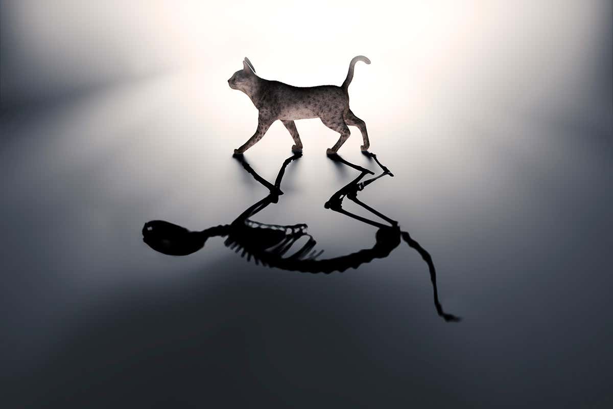 Image of cat with a shadow of a cat's skeleton