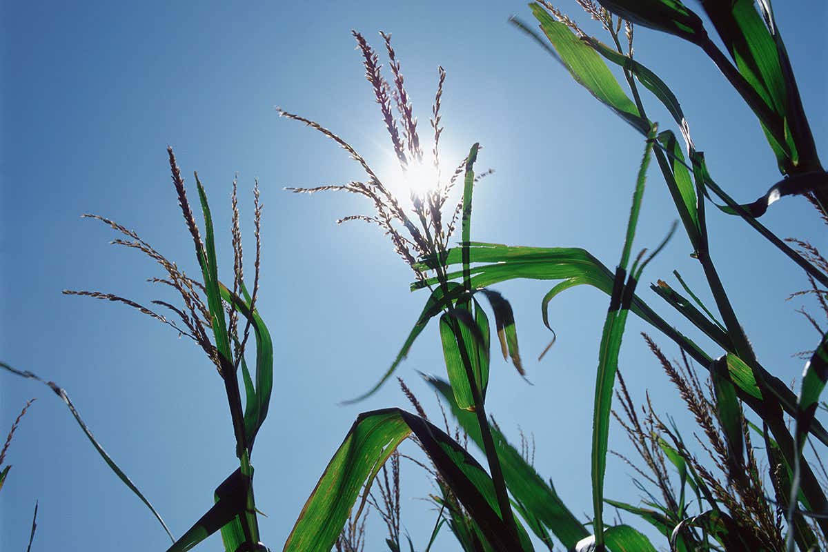 Maize in the sun