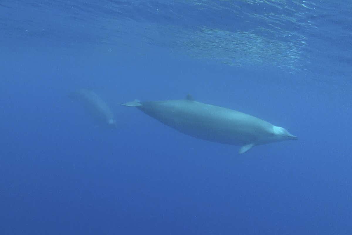 True's beaked whale