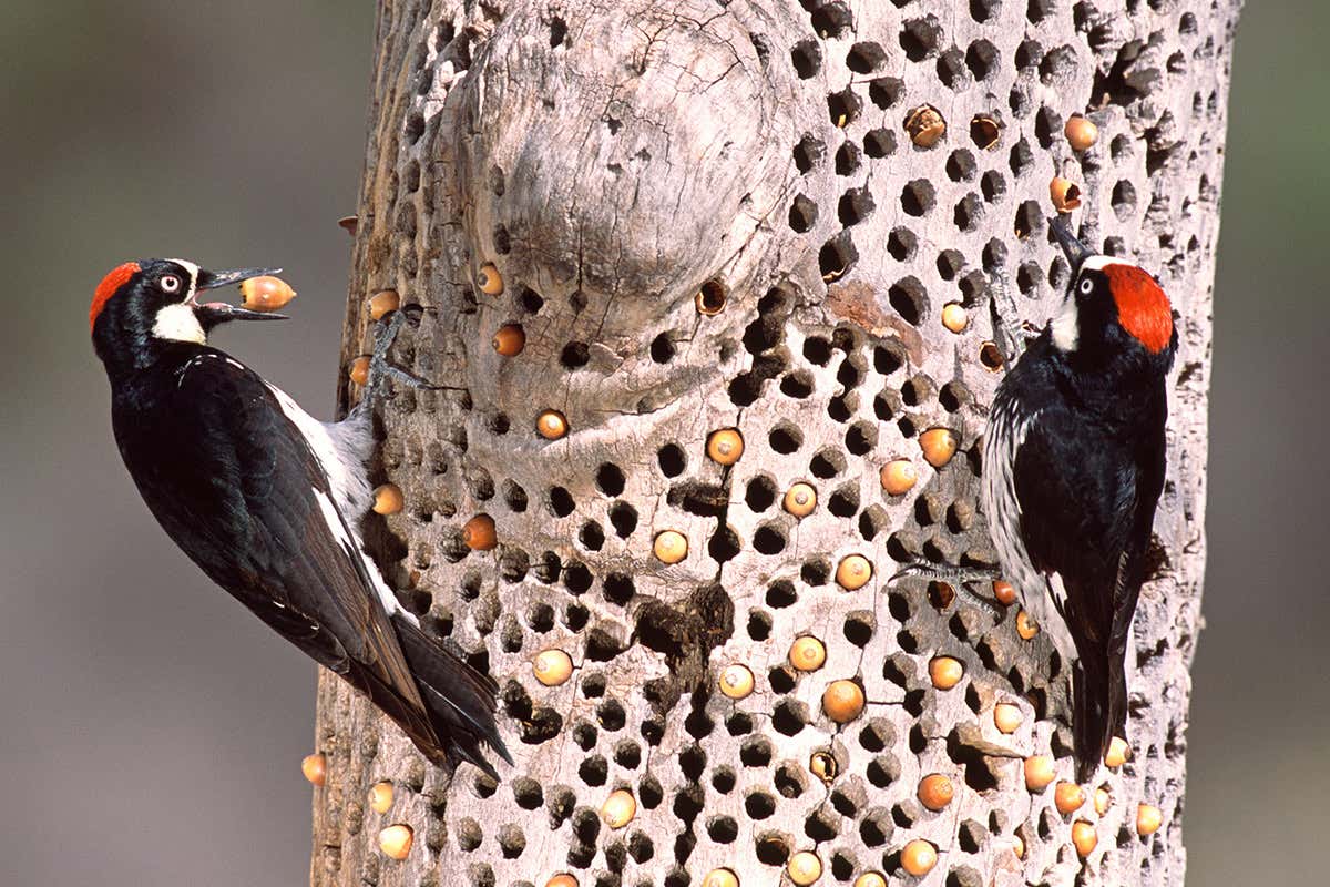 Sociable woodpeckers that cooperate have evolved smaller brains
