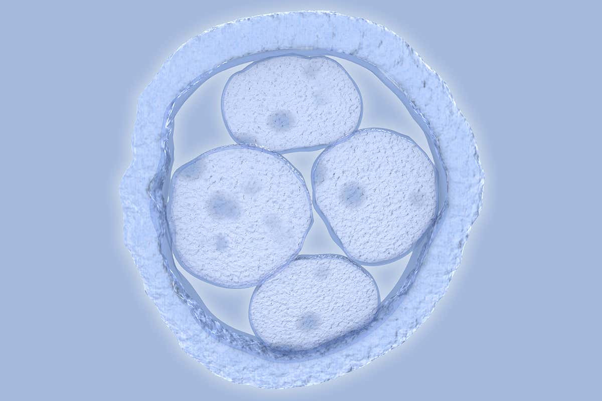 Artwork of human embryo with four cells