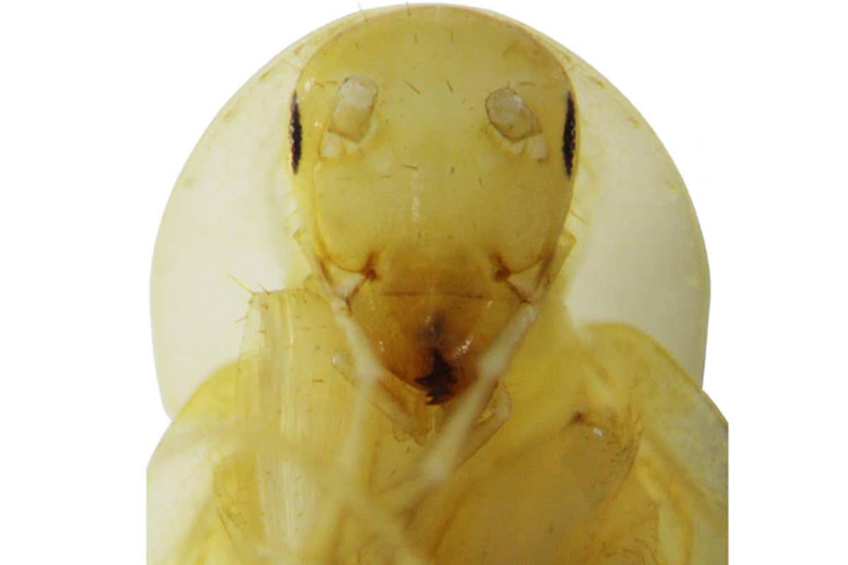 Translucent helmeted cockroach looks like an alien with a halo