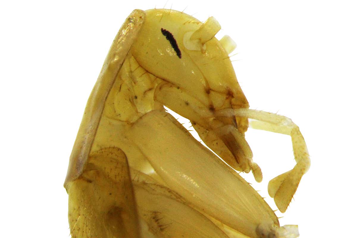 Side view of the cockroach