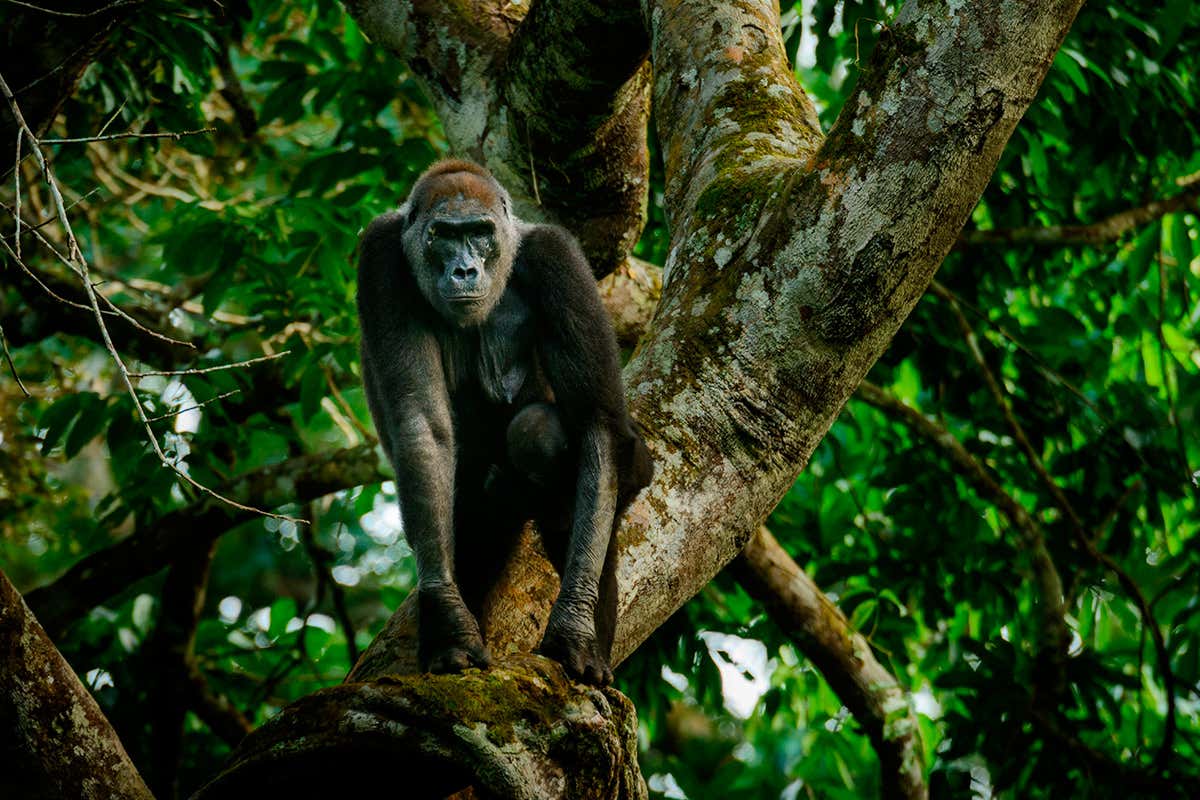 New Scientist. Science news and long reads from expert journalists, covering developments in science, technology, health and the environment on the website and the magazine.