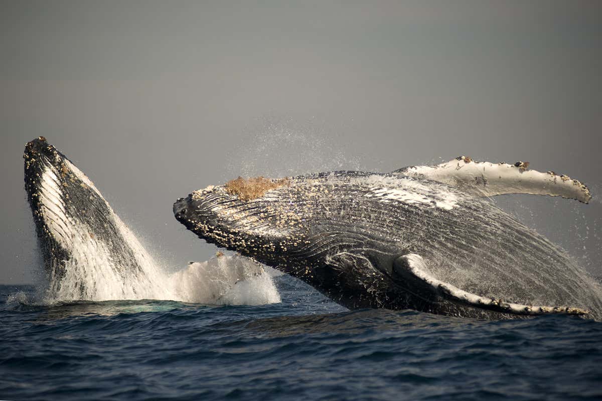 Humpback coming out of water