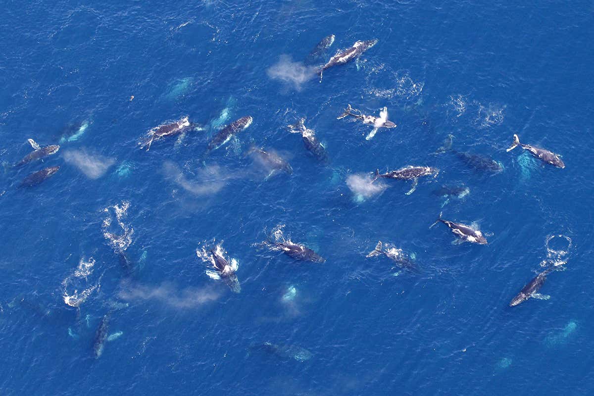 Never-before-seen gatherings of hundreds of humpback whales