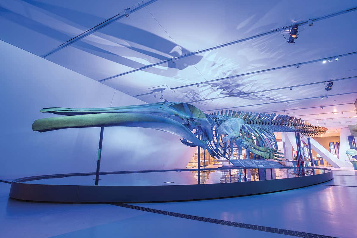 Blue whale skeleton on display in a museum