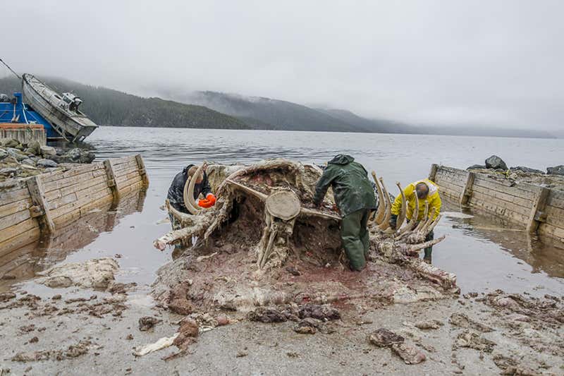 People around the remains of a whale carcass on a beach