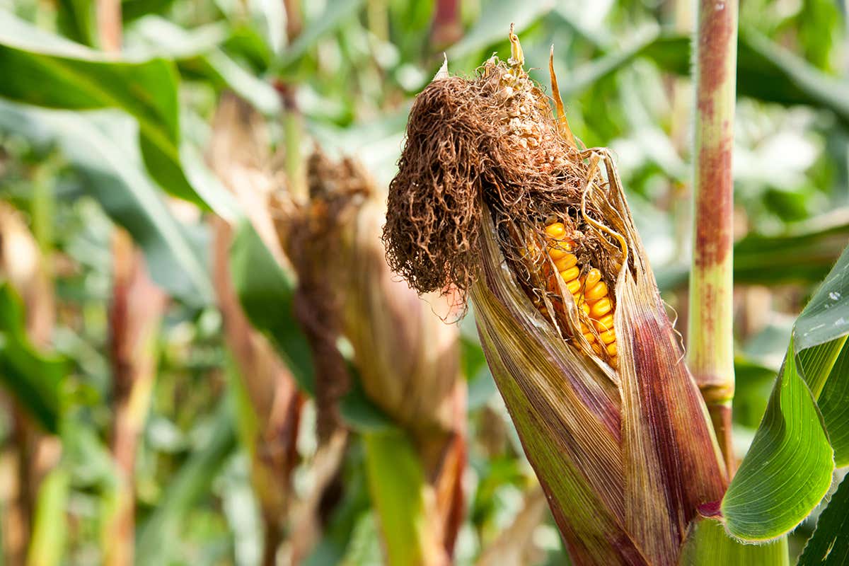 Infected maize