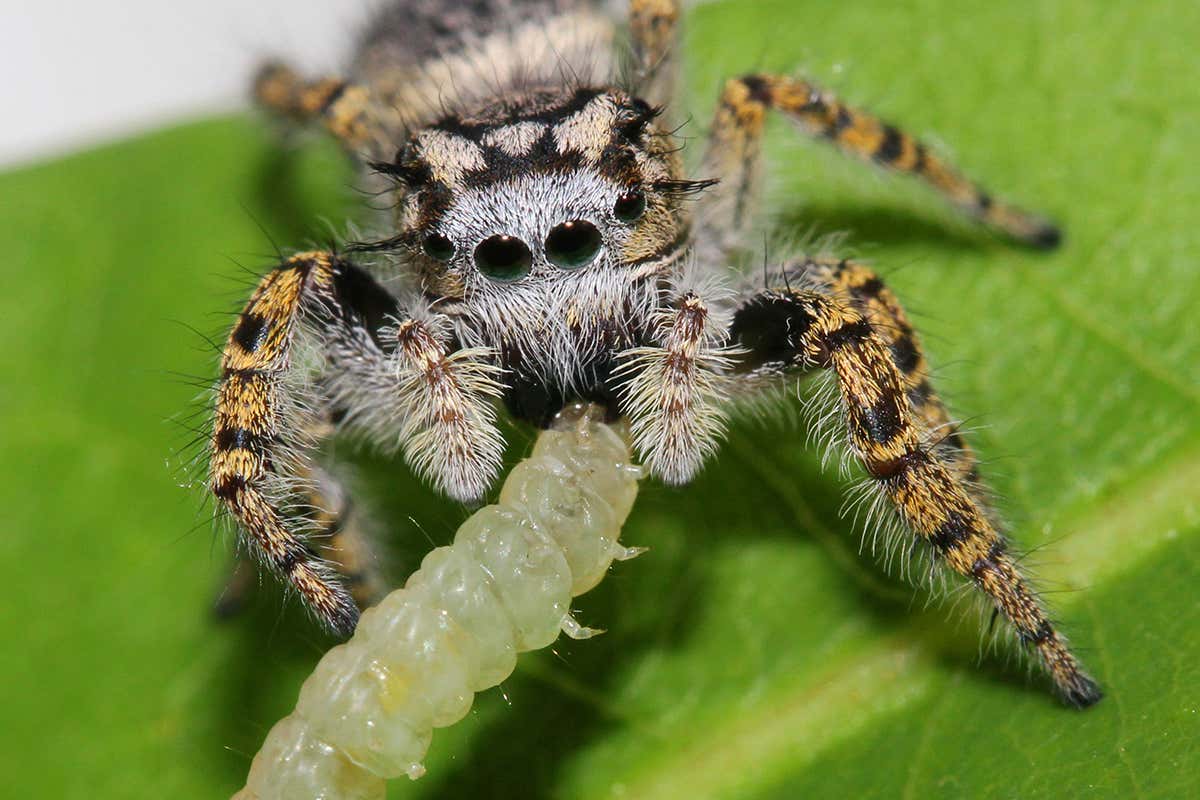 Spiders eat more prey than humans