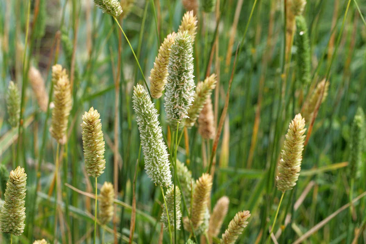 Phalaris aquatica, or Bulbous Canary Grass