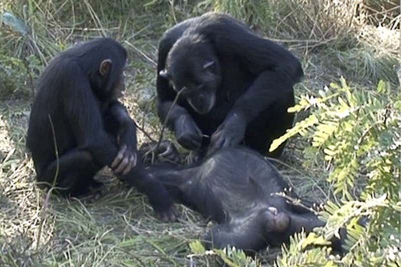 Two chimps standing over the dead body of a third. One is holding a large blade of grass