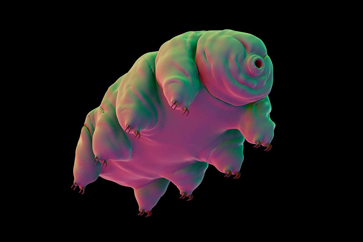 A tardigrade, or water bear
