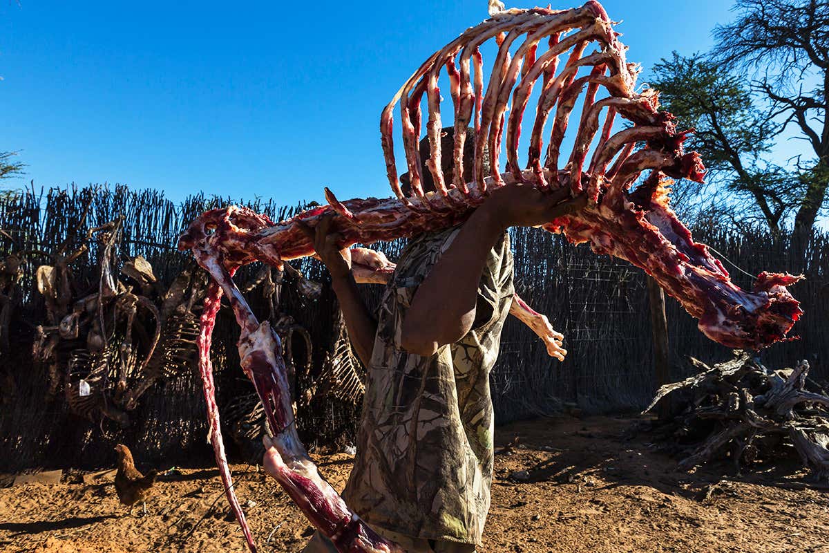 Stop killing lions for their bones to make bogus aphrodisiacs