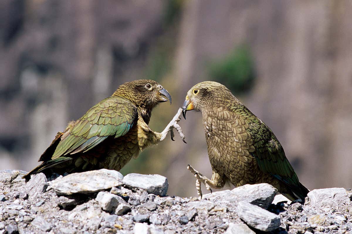 Keas just want to have fun