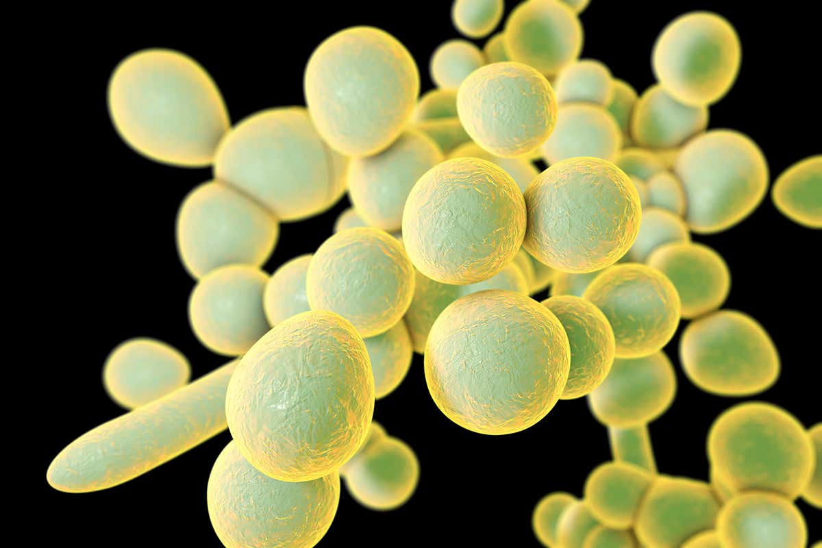 Candida auris causes multidrug-resistant infections that can result in organ failure