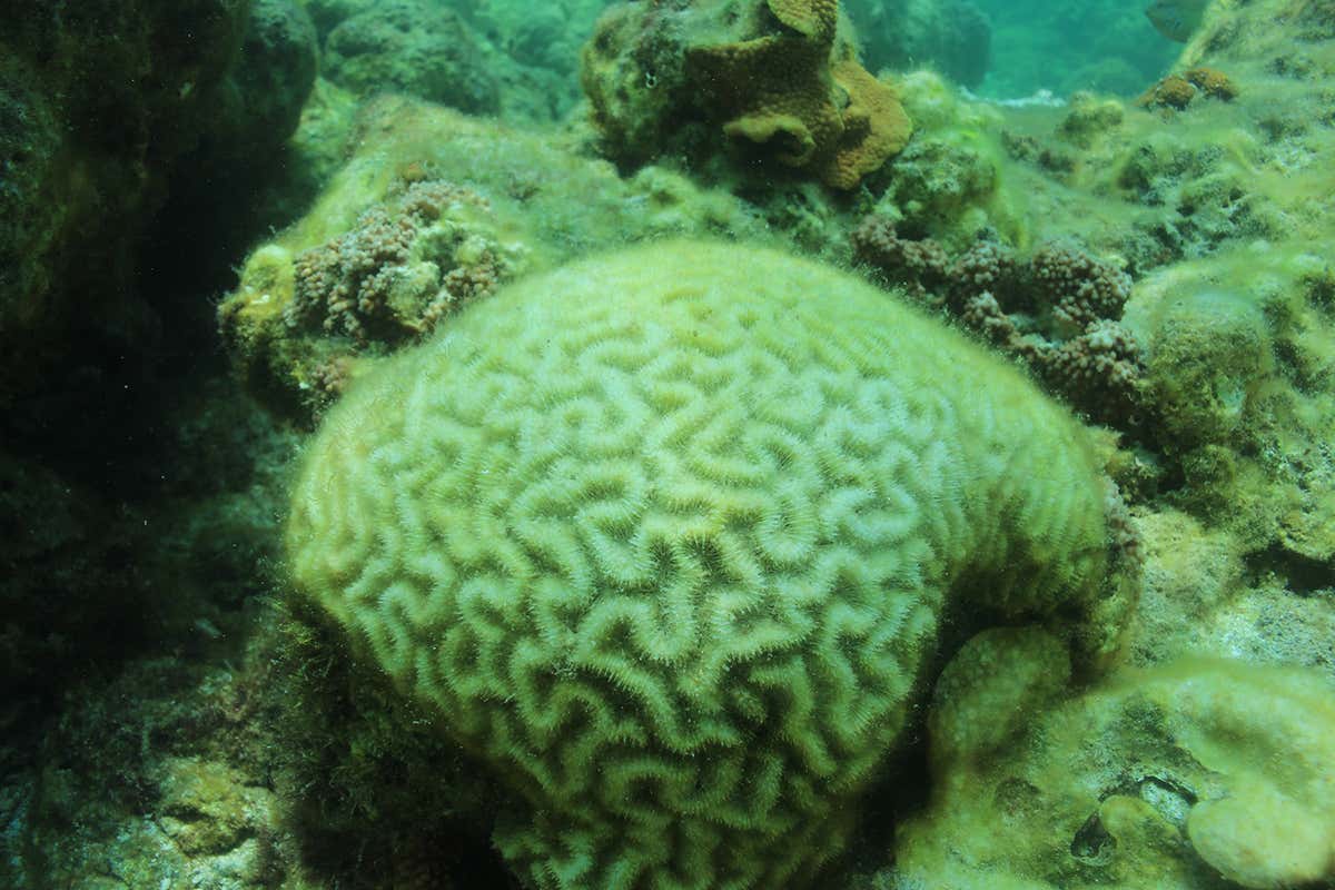 The bleaching at Dongsha Atoll is the worst event in 40 years