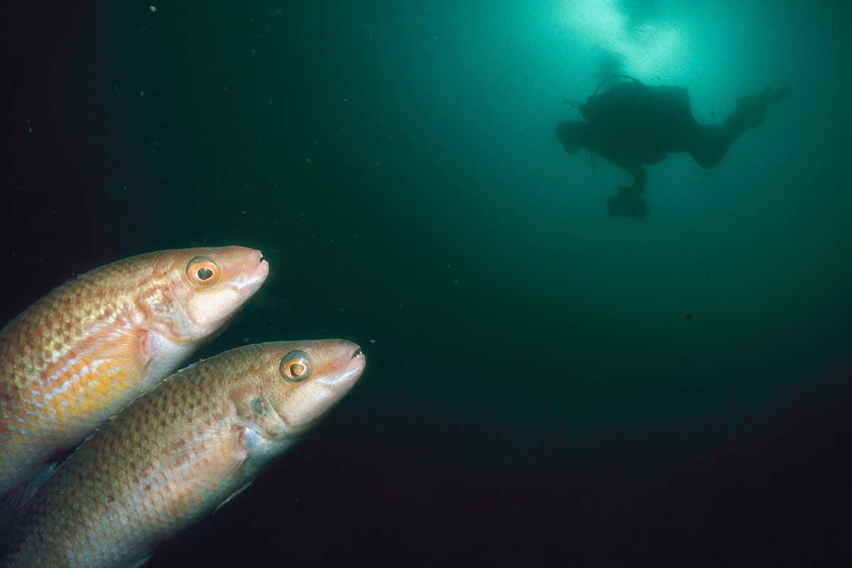 Cleaner fish that keep farmed salmon healthy at risk of wipe-out