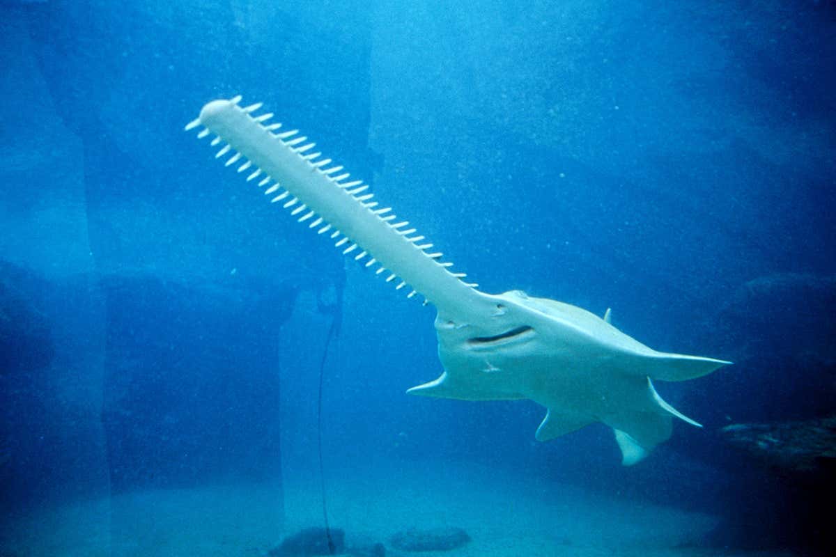 sawfish
