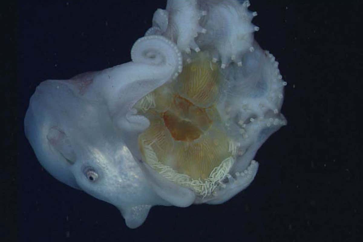 An octopus holding a jellyfish in its grasp