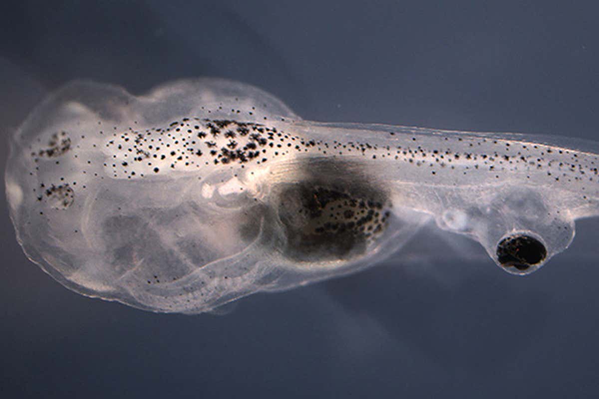 An extra eye implanted onto a tadpole's tail