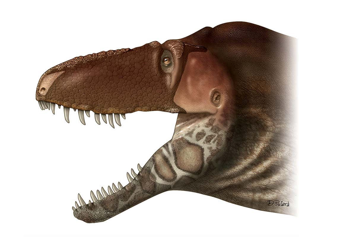 Artist's impression of what Daspletosaurus horneri might have looked like