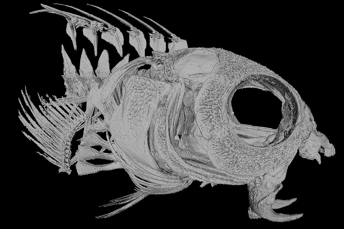 A blenny skeleton. showing the fangs