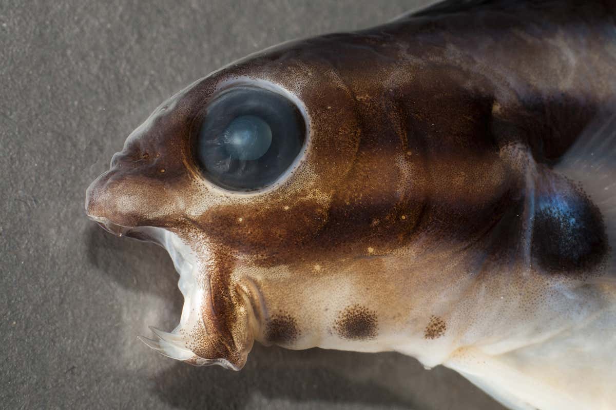 The venomous, fanged blenny Meiacanthus grammistes, in the flesh