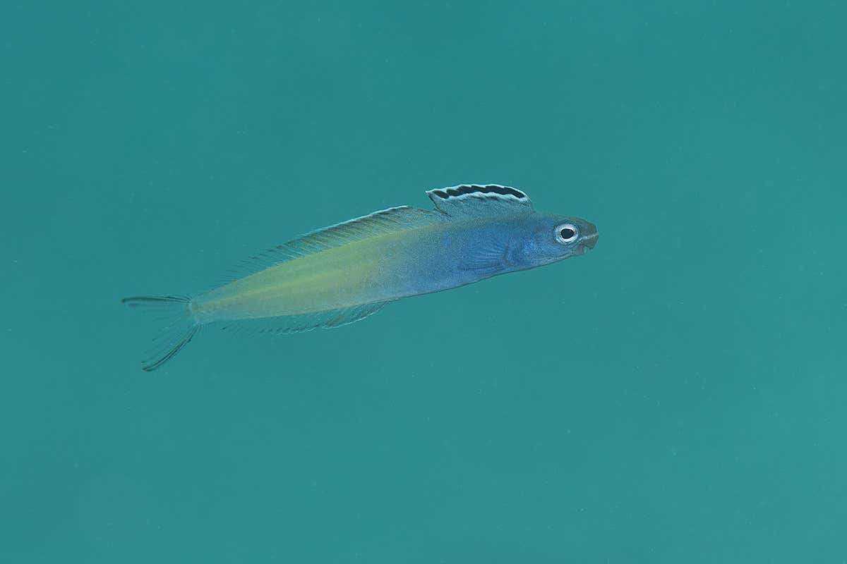 The non-poisonous Plagiotremus townsendi mimics the look of the venomous Meiacanthus nigrolineatus