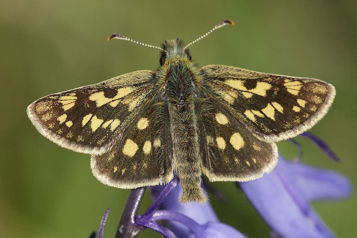 Chequered skipper butterfly is one of the 20 target species