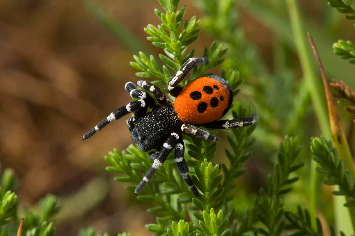Ladybird spider is on the list of 20 species to save