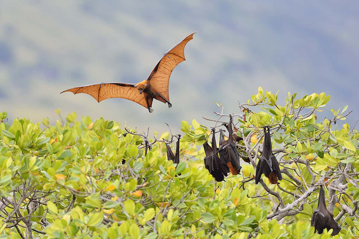 Flying foxes