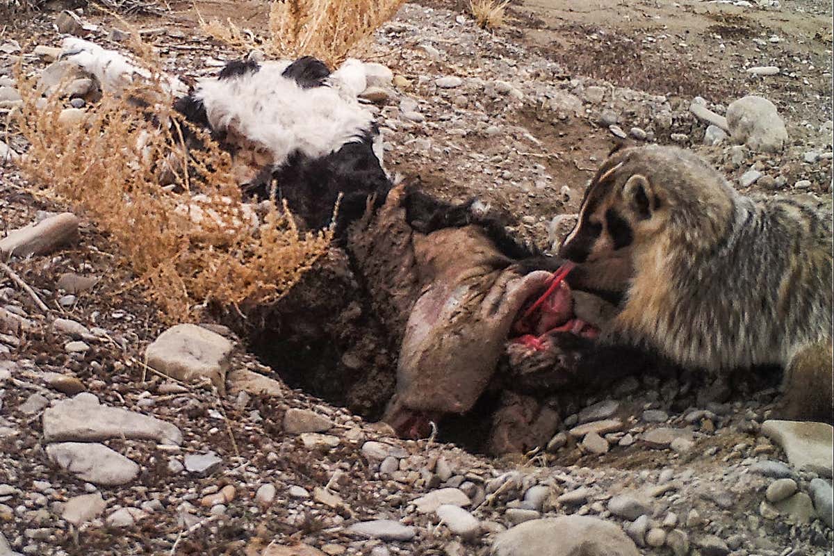 A badger burying a cow