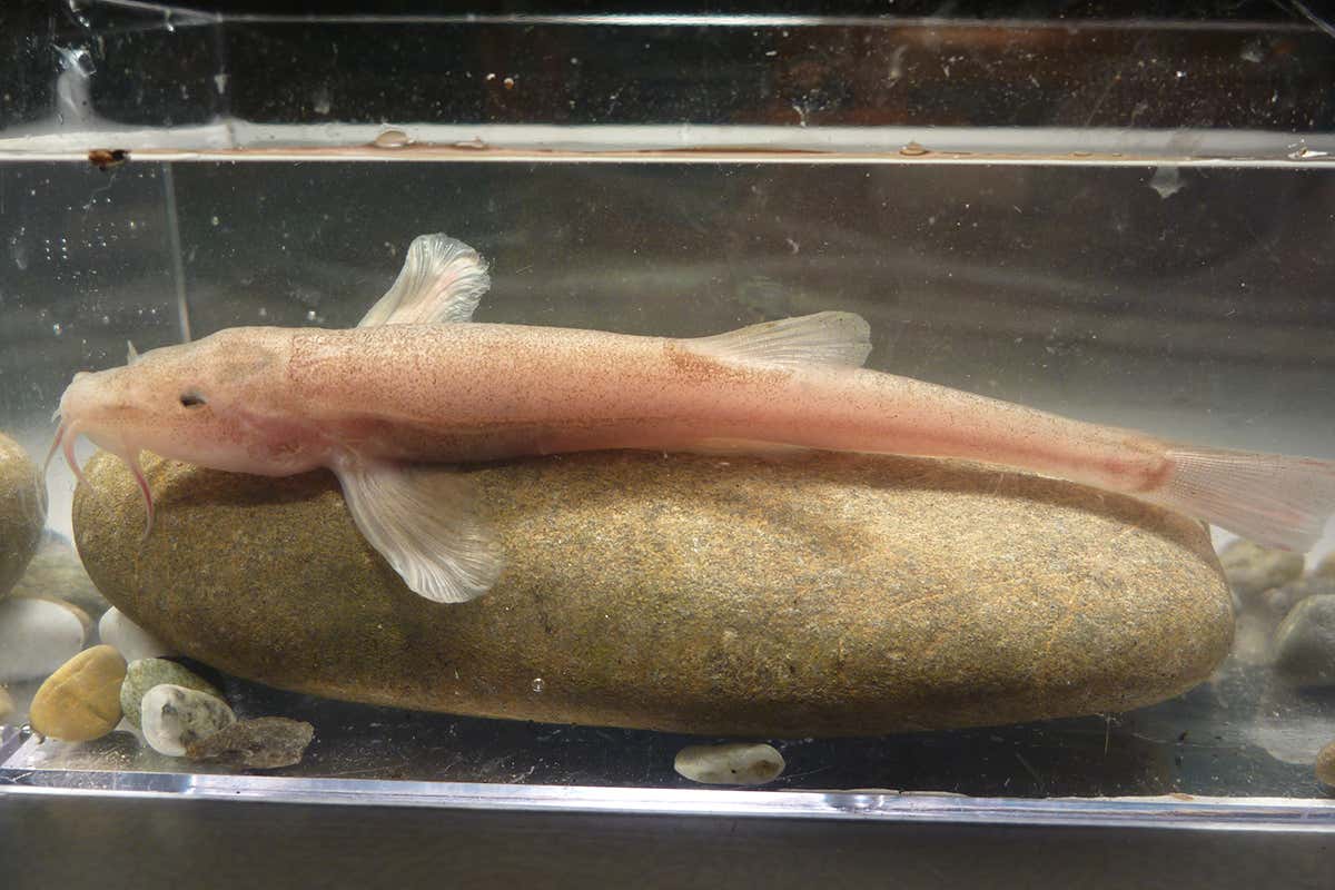 The new cavefish