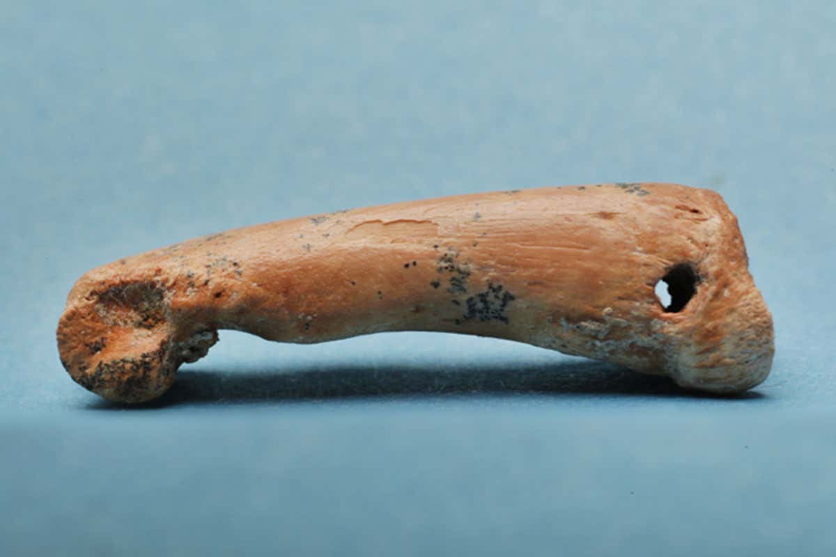 Jewellery made from bear cuscus finger bone