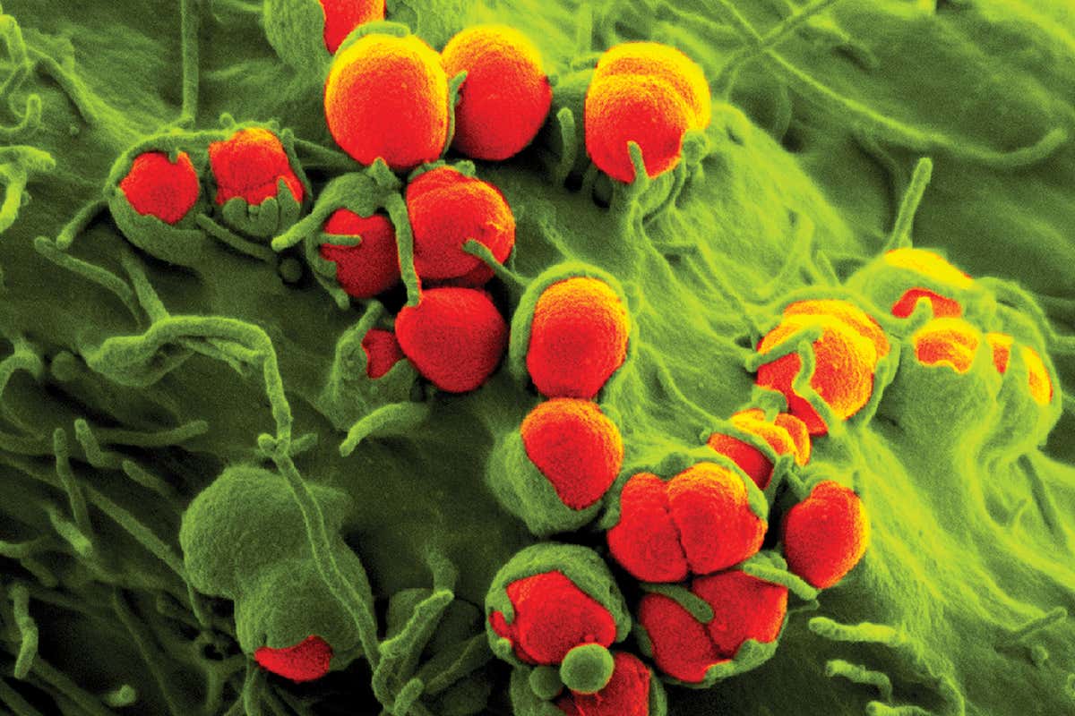 Gonorrhoea bacteria