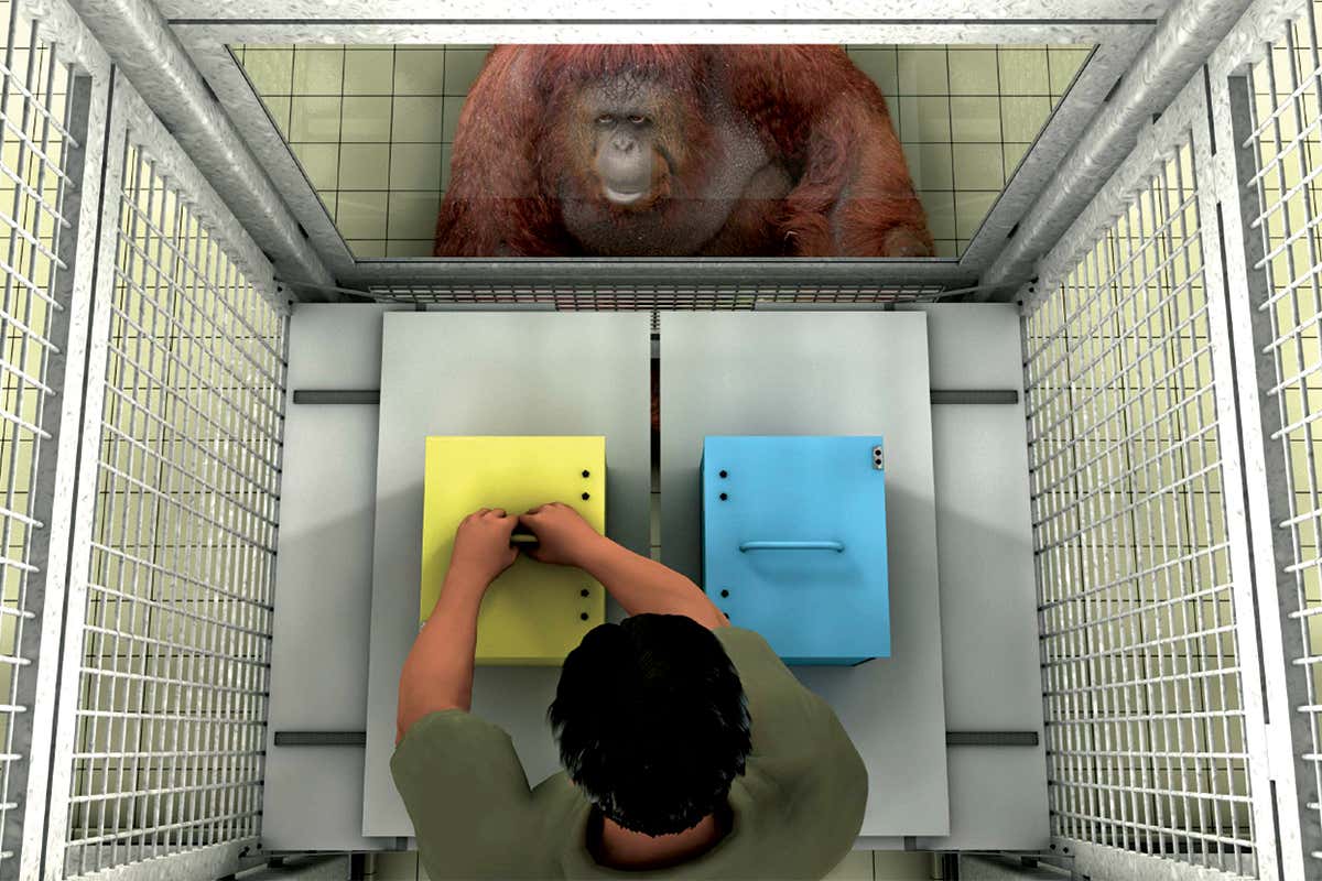 Orangutan watches man place something in a yellow box