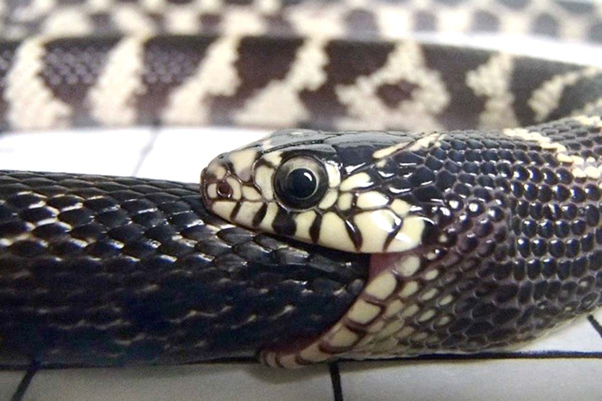 How smaller snakes strangle bigger snakes and swallow them whole