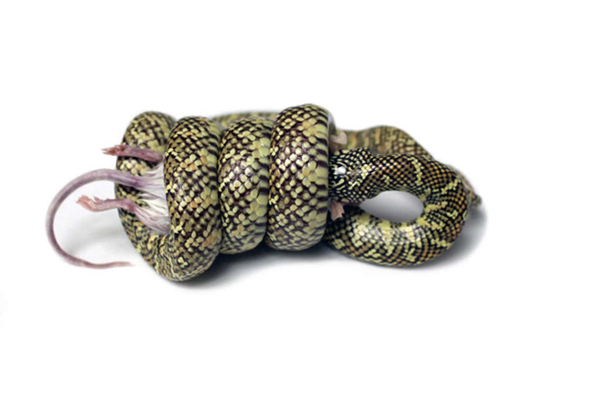 An eastern kingsnake constricting with a uniform coil