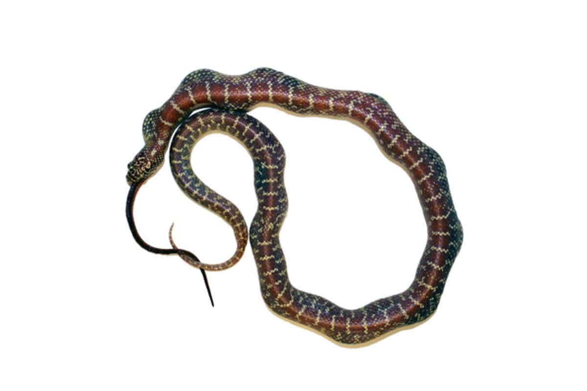 An eastern kingsnake consuming a larger Texas rat snake