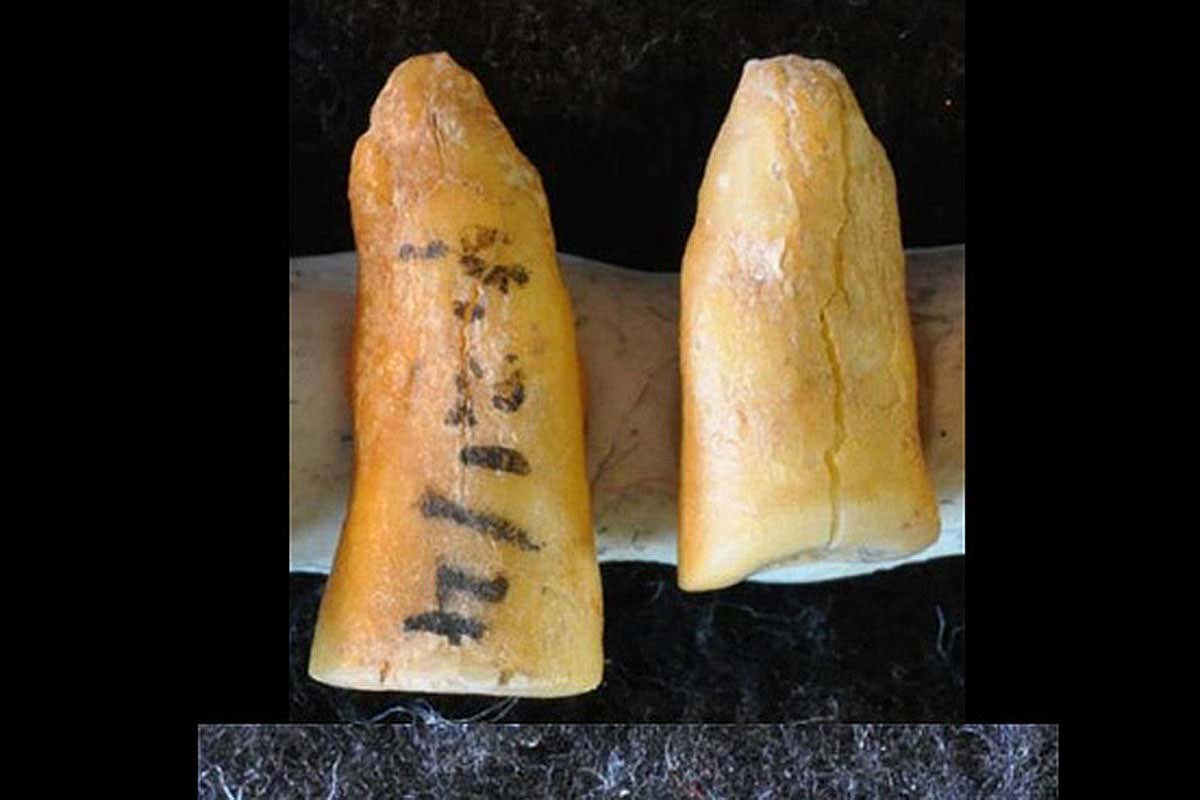 Oldest tooth filling was made by an Ice Age dentist in Italy