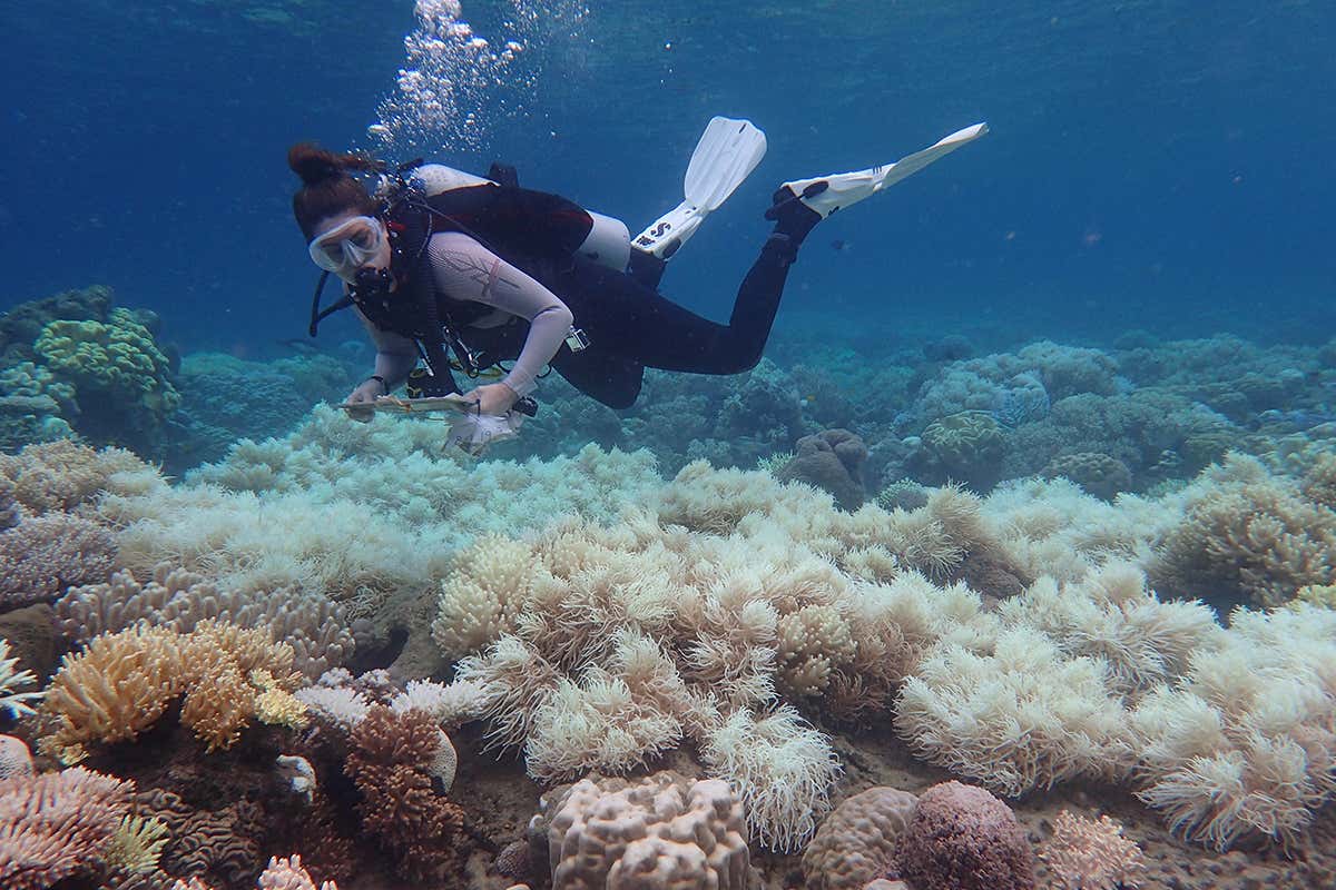 Mass bleaching hits Great Barrier Reef for second year in a row